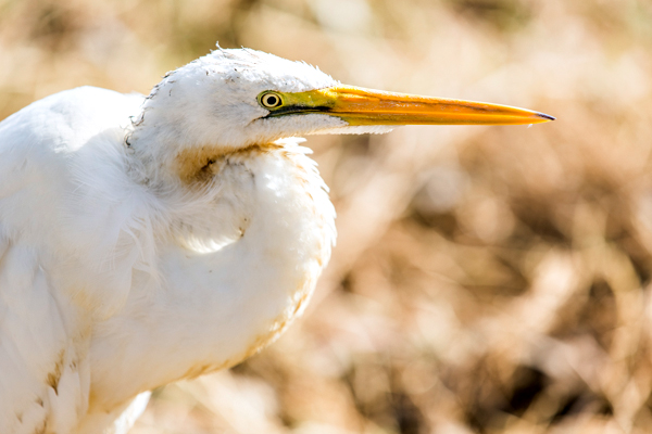 Great Northern Highway, Western Australia, The Kimberley, Ellendale Lake