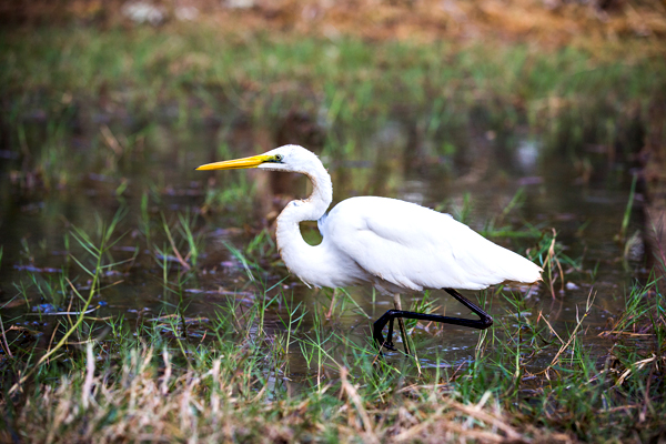Great Northern Highway, Western Australia, The Kimberley, Ellendale Lake