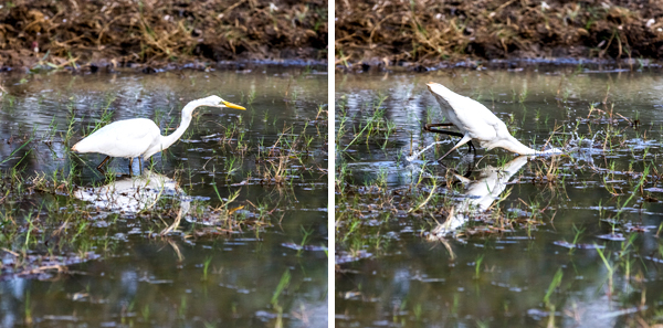 Great Northern Highway, Western Australia, The Kimberley, Ellendale Lake