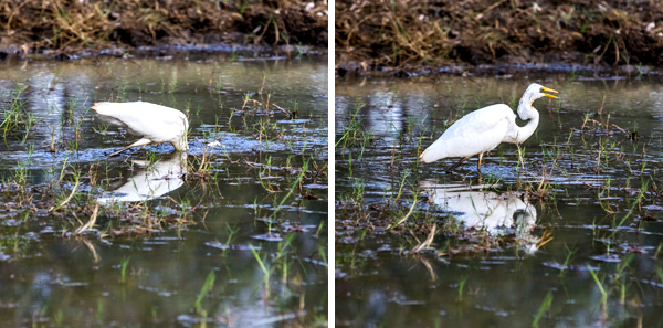 Great Northern Highway, Western Australia, The Kimberley, Ellendale Lake