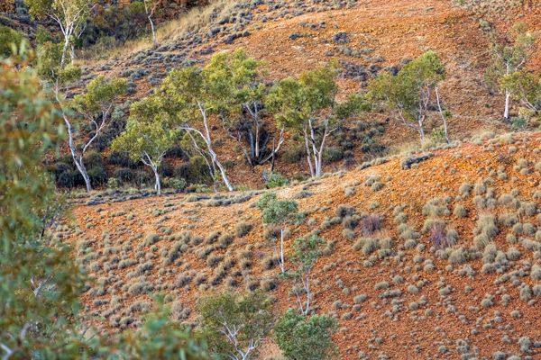 Great Northern Highway, GNH, The Kimberley, Western Australia, Ngumban Clff, Ngumban, Budd Photography