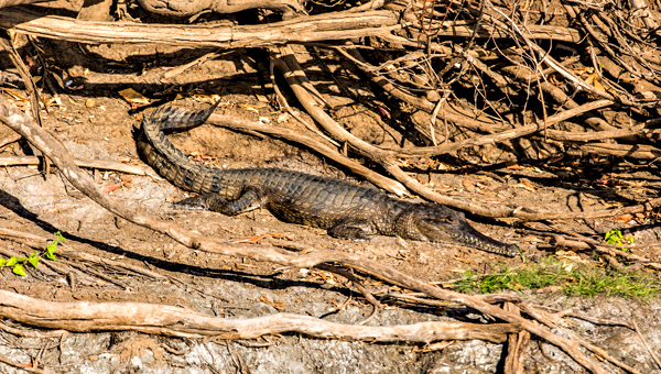 Geikie Gorge, Kimberley, Western Australia