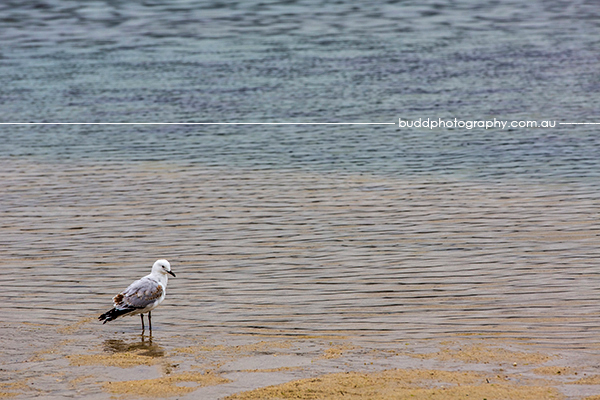 One & Only Hayman Island, Hayman Island, Townsville Commercial and Lifestyle Photograper, Budd Photography, Roslyn Budd