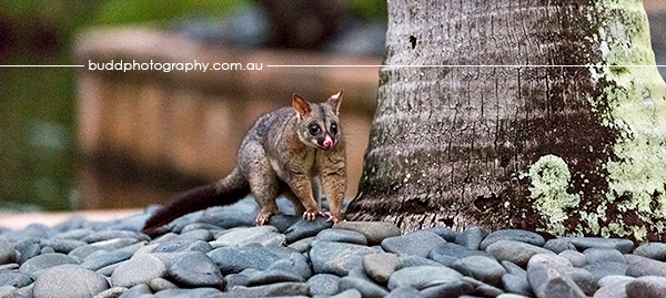 One & Only Hayman Island, Hayman Island, Townsville Commercial and Lifestyle Photograper, Budd Photography, Roslyn Budd