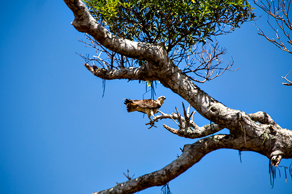 ©Roslyn Budd - www.buddphotography.com.au