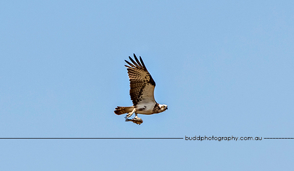 ©Roslyn Budd - www.buddphotography.com.au