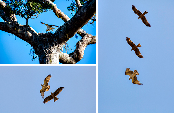 ©Roslyn Budd - www.buddphotography.com.au