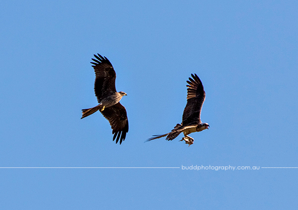 ©Roslyn Budd - www.buddphotography.com.au