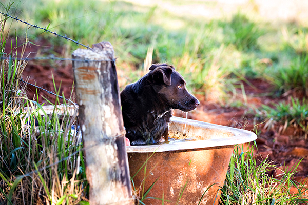 ©Roslyn Budd - www.buddphotography.com.au
