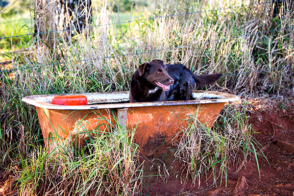 ©Roslyn Budd - www.buddphotography.com.au