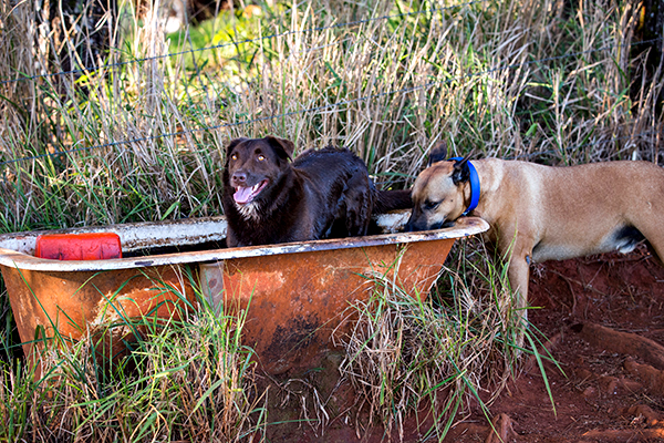 ©Roslyn Budd - www.buddphotography.com.au