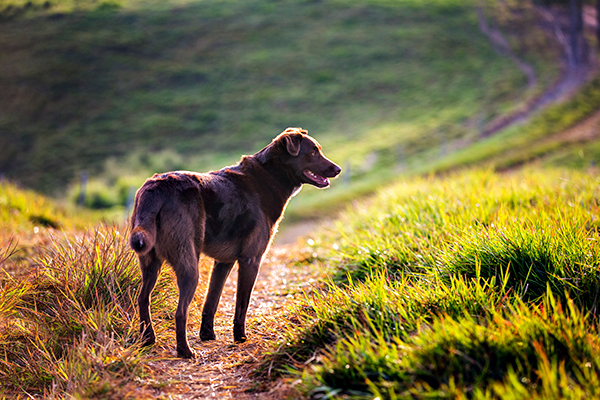 ©Roslyn Budd - www.buddphotography.com.au