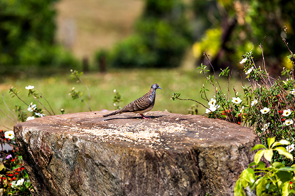 ©Roslyn Budd - www.buddphotography.com.au