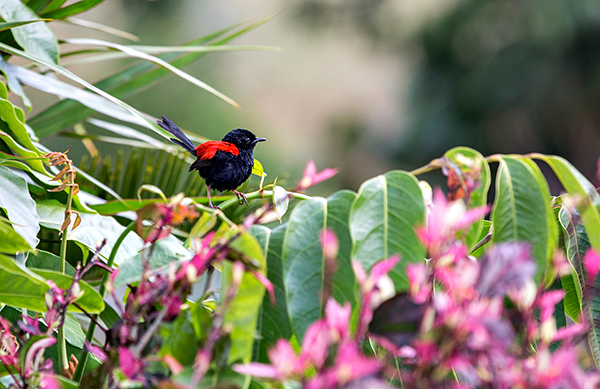 ©Roslyn Budd - www.buddphotography.com.au