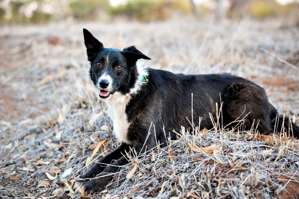 ©Roslyn Budd - www.buddphotography.com.au