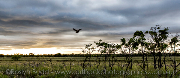 ©Roslyn Budd - www.buddphotography.com.au