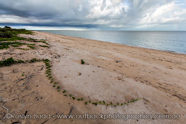 ©Roslyn Budd - www.buddphotography.com.au