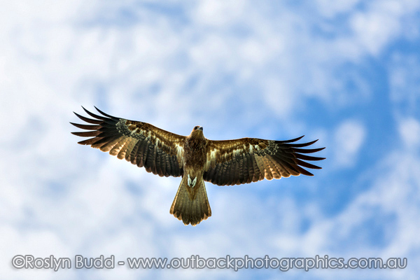 ©Roslyn Budd - www.buddphotography.com.au