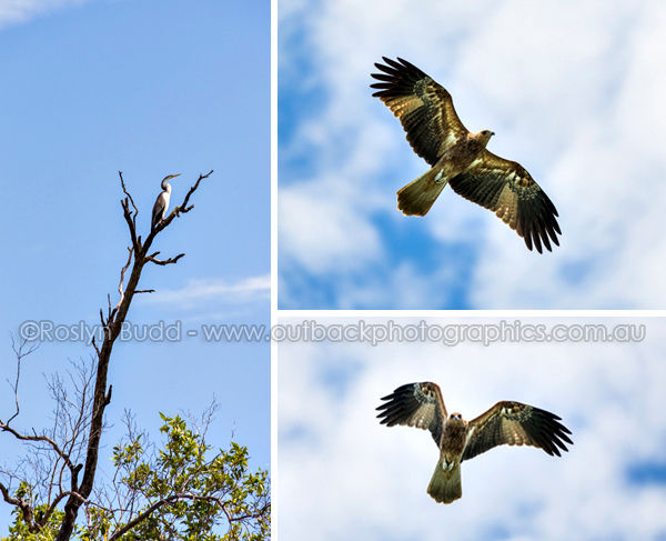 ©Roslyn Budd - www.buddphotography.com.au