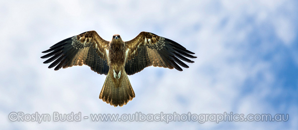 ©Roslyn Budd - www.buddphotography.com.au