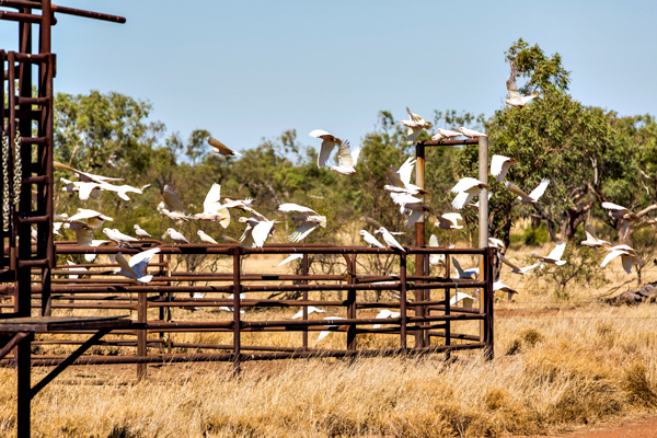 Larrawa Station, Larrawa Nature Stay, The Kimberley, Western Australia