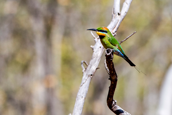 Larrawa Station, Larrawa Nature Stay, The Kimberley, Western Australia