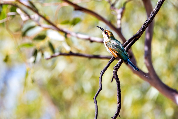 Larrawa Station, Larrawa Nature Stay, The Kimberley, Western Australia