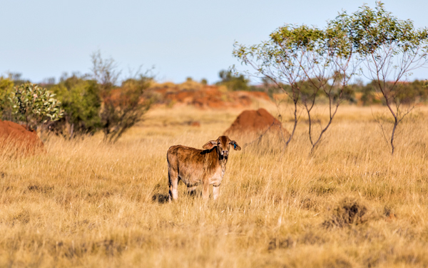 Larrawa Station, Larrawa Nature Stay, The Kimberley, Western Australia