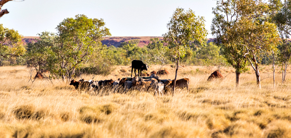 Larrawa Station, Larrawa Nature Stay, The Kimberley, Western Australia