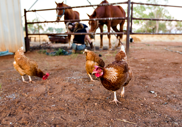 Larrawa Station, Larrawa Nature Stay, The Kimberley, Western Australia