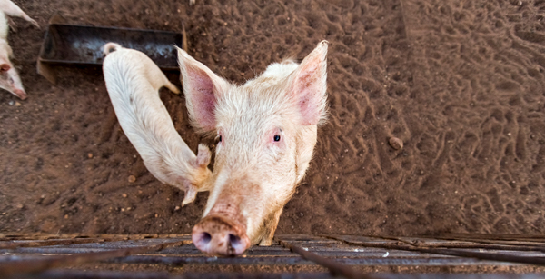Larrawa Station, Larrawa Nature Stay, The Kimberley, Western Australia