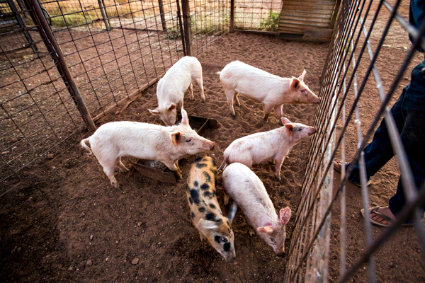 Larrawa Station, Larrawa Nature Stay, The Kimberley, Western Australia