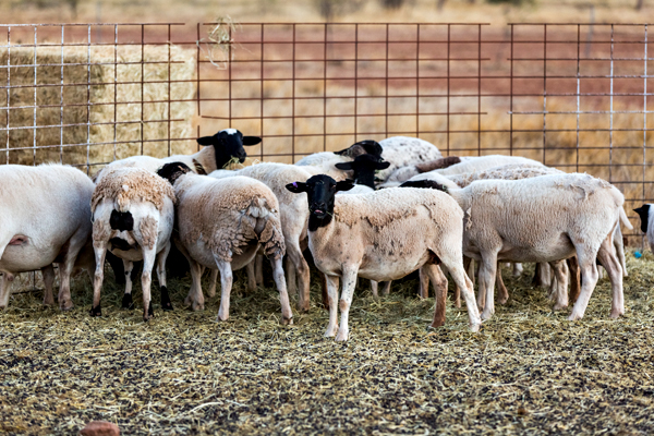 Larrawa Station, Larrawa Nature Stay, The Kimberley, Western Australia