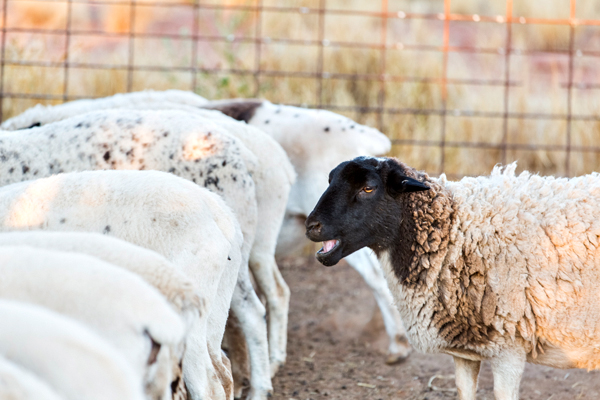 Larrawa Station, Larrawa Nature Stay, The Kimberley, Western Australia
