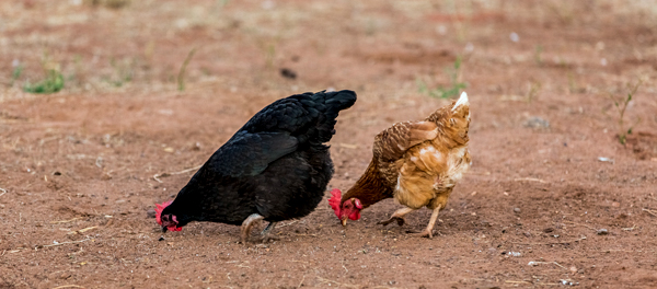 Larrawa Station, Larrawa Nature Stay, The Kimberley, Western Australia
