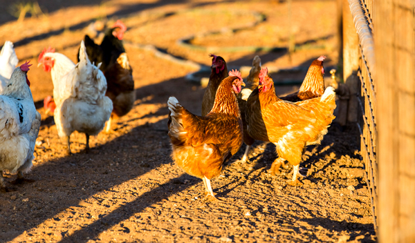 Larrawa Station, Larrawa Nature Stay, The Kimberley, Western Australia