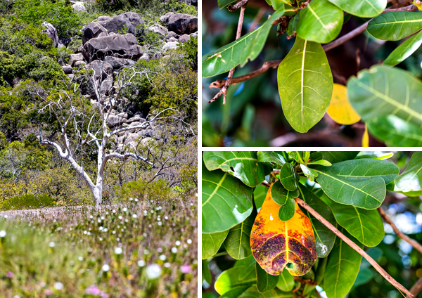 ©Roslyn Budd - www.buddphotography.com.au
