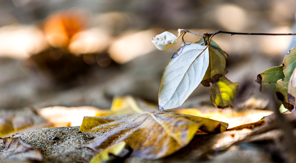 ©Roslyn Budd - www.buddphotography.com.au