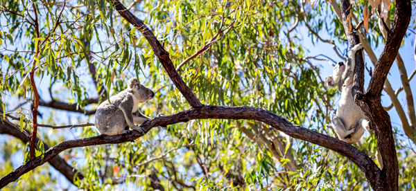 ©Roslyn Budd - www.buddphotography.com.au