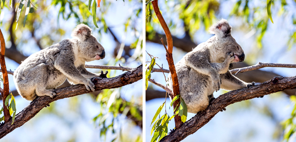 ©Roslyn Budd - www.buddphotography.com.au