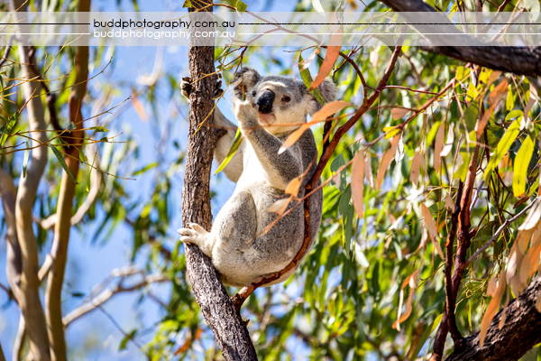 ©Roslyn Budd - www.buddphotography.com.au