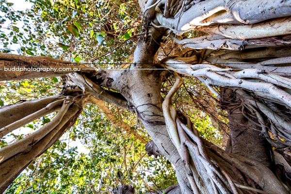 ©Roslyn Budd - www.buddphotography.com.au