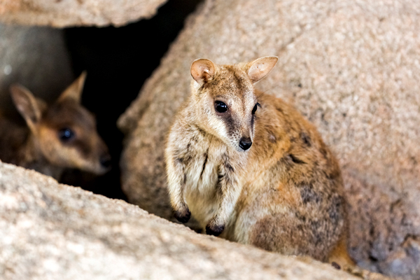 ©Roslyn Budd - www.buddphotography.com.au