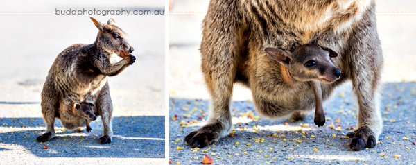 ©Roslyn Budd - www.buddphotography.com.au