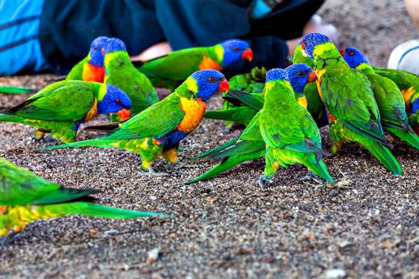©Roslyn Budd - www.buddphotography.com.au