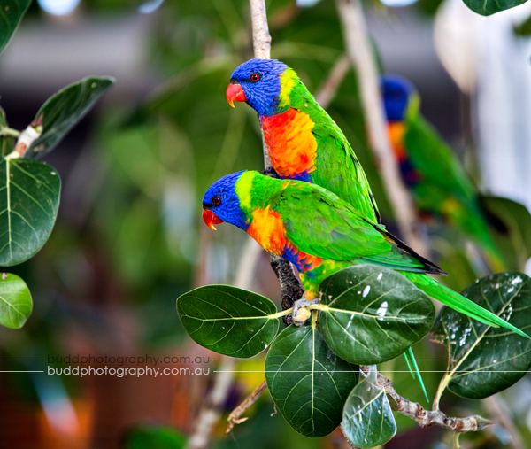 ©Roslyn Budd - www.buddphotography.com.au