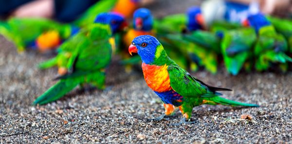 ©Roslyn Budd - www.buddphotography.com.au