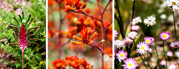 ©Roslyn Budd - www.buddphotography.com.au