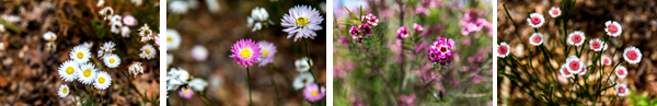 ©Roslyn Budd - www.buddphotography.com.au