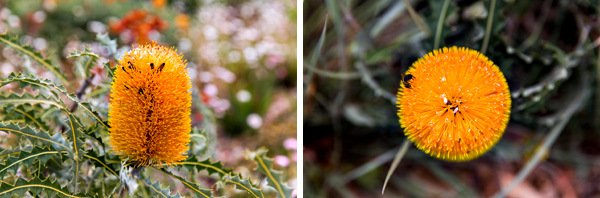 ©Roslyn Budd - www.buddphotography.com.au